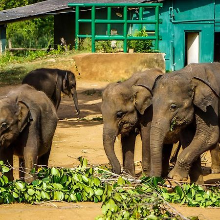اوداوالاوي Little Ele Safari Lodge المظهر الخارجي الصورة